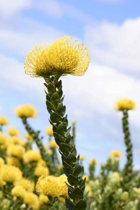 Yellow Bird pincushion protea.