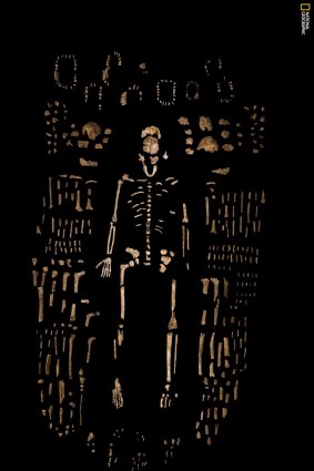 A composite skeleton of <i>Homo naledi</i>. 