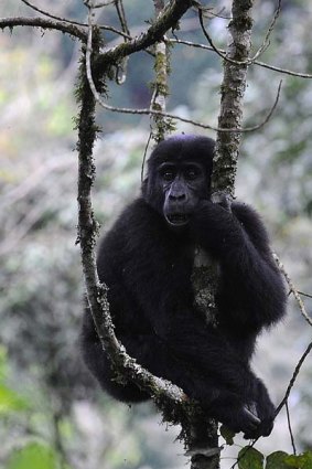 Something wild ...  a gorilla in Uganda's Bwindi National Park..