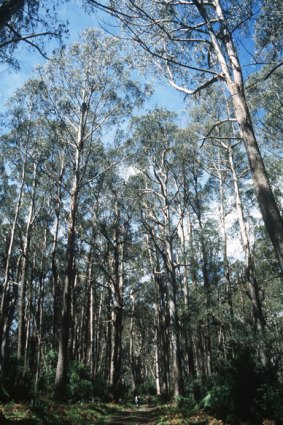 Disputes over logging are often hijacked by sentiment instead of facts, says Mark Poynter from the Institute of Foresters of Australia.