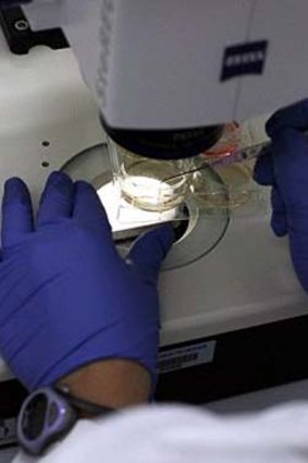 A researcher works on stem cells in the lab.