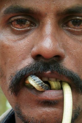Snake bite: an Indian snake charmer performs with a cobra in his mouth for passers-by.