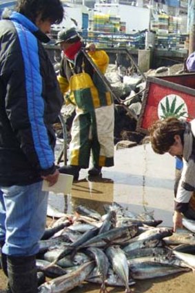 Jack mackerel sold in Valparaiso in Chile.