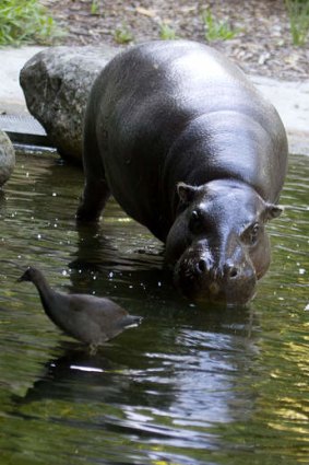 Pygmy hippo Petre.