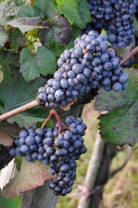 The region's grapes.