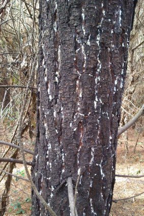 The trunk of a pine tree showing the white telltale signs of giant pine scale.