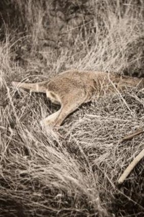 James Tylor's photo Un-resettling (Hunting Kangaroo) featuring at PhotoAccess.