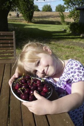 Sarah with her freshly-picked cherries at Springfield Cottages.