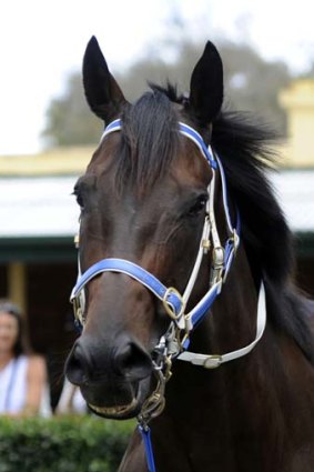 Scary ... Black Caviar will return in the race named after her at Flemington on Saturday.