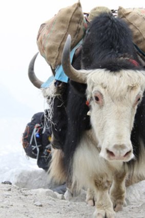A yak carries trekkers gear to Everest base camp. Has the increase in the number of commercial climbers on Mount Everest increased the risk to all those on the mountain?