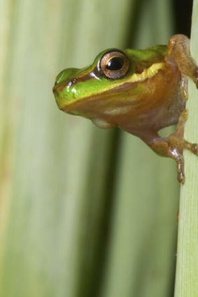 Backyard prince: The eastern sedge frog.