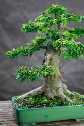 Like a pet, a bonsai isn't just for Christmas.