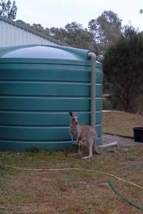 A kangaroo seeks shelter from the bushfires.