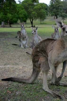 Since 2000, almost 35 million kangaroos have been 'harvested' in Australia's four other mainland states.