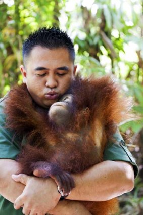Animal watch ... Ten Ten, Shangri-La Rasa Ria's rescued orang-utan, and her handler.