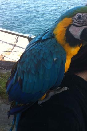 John Ibrahim's parrot, called Meg.