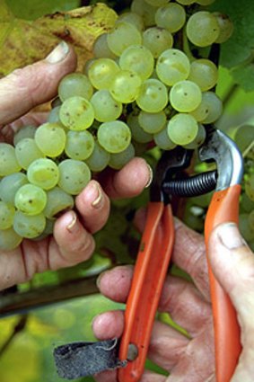 NZ on top . . . An oversupply of New Zealand white wine is threatening Australian exports.