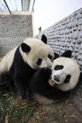 panda saying happy welcoming to paris