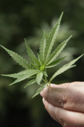 Medical marijuana... legally grown in California.
