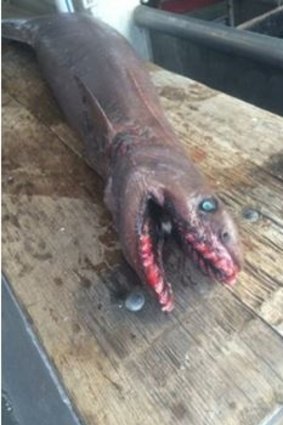 The frilled shark caught off Lakes Entrance.