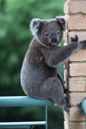 Ian the koala, bewildered in suburbia.