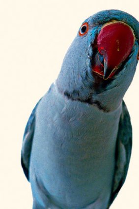 Unwitting parrots are finding themselves at the centre of court custody battles.