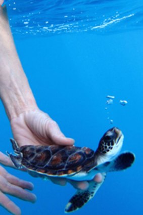 A Lord Howe Island Marine Park ranger releases a green turtle from Taronga Zoo.