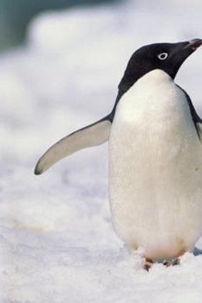An Adelie penguin.