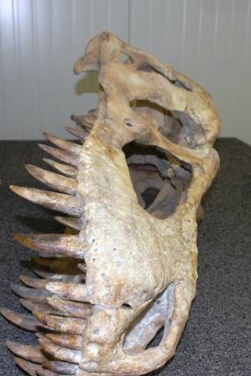 The skull of the Tyrannosaurus Bataar.