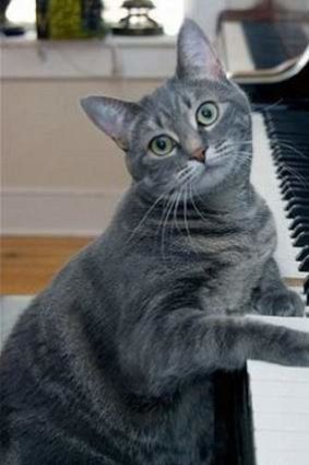Nora the piano-playing cat has become an internet sensation.