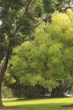 Fraxinus Excelsior ?Aurea? (Golden Ash) was planted by the Princess of Wales on 6 November 1985 at Government House.