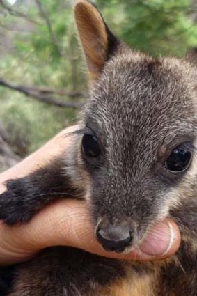 From a wild population of 10, Victoria's critically endangered brush-tailed rock wallaby is  clawing its way back from the brink of extinction.