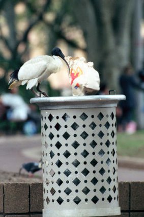 True city slicker: The white ibis.