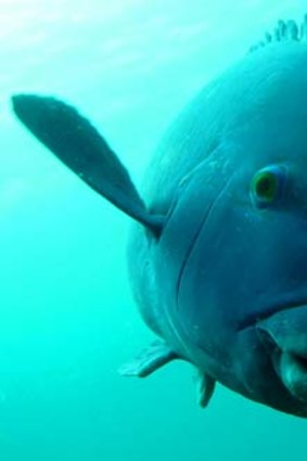 At risk: The blue groper could be targeted by fishers.