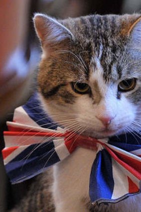 Larry, the 10 Downing Street cat, was never affected by the compulsory cat registration