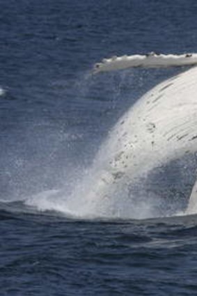 A humpback whale breaching off the NSW coast.
