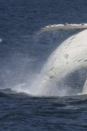 A humpback whale breaching off the NSW coast.