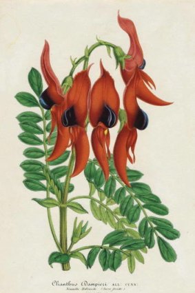 Sturt's Desert Pea published by Ambroise Verschaffelt, part of Capturing Flora at Ballarat Art Gallery.
