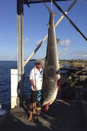 Catch of the day: the tiger shark caught off Swansea.