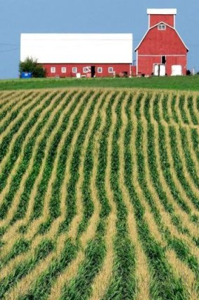 Rows of corn line a farm near Farley, Iowa.