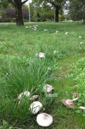A trail of mushrooms on Limestone Avenue, Ainslie.