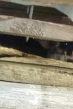 The resident possum at Brayshaws Homestead