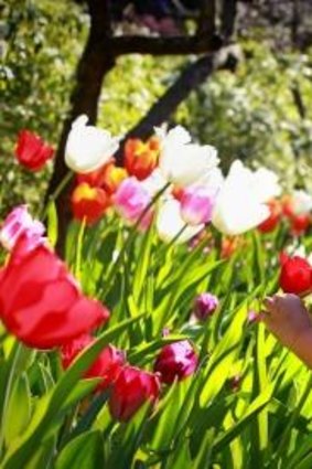 Hay fever time: pollen counts are set to soar in Canberra.