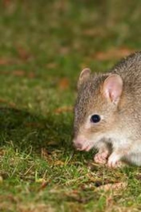 The eastern bettong.