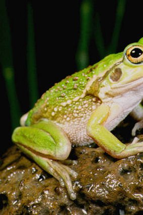 The growling grass frog.