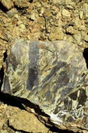 Discovered at Wee Jasper: fossil of one of  earliest types of plants on the planet.