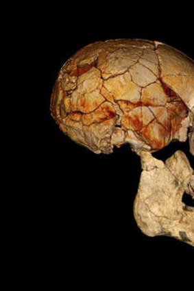 The TKNM-ER 1470 cranium found in 1972.