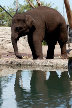 Mishap ... Mr Shuffles returns to the elephant enclosure at Taronga Zoo.