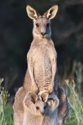 Carriers: Eastern grey kangaroos have been linked to the Ross River fever virus.
