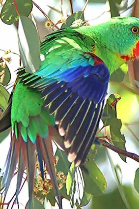 Endangered: The swift parrot.